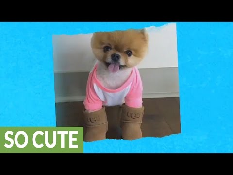 شاهد أشهر الحيوانات على انستغرام