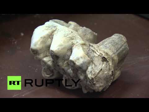 شاهد علماء متحجرات يكتشفون هيكلا عظميا معمرا