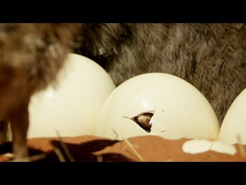 هكذا تفقس بيضة النعامة أقوى وأكبر طائر على سطح الأرض