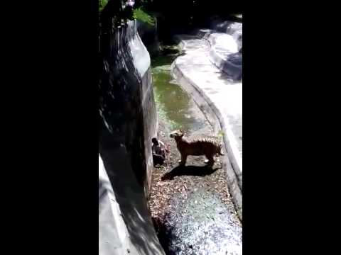 شاهد نمر يفترس شاب سقط من على سور حديقة