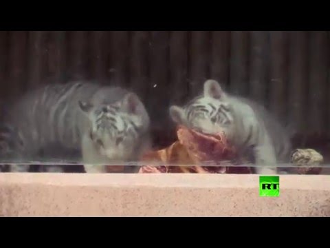 فيديو ليبيريتس التشيكية تشهد ظهور صغيري نمر أبيض