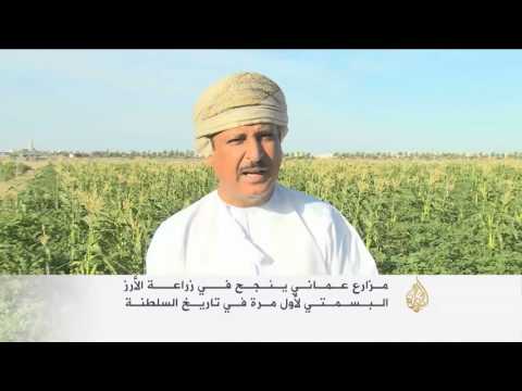 شاهد مزارع عُماني ينجح في زراعة الأرز البسمتي