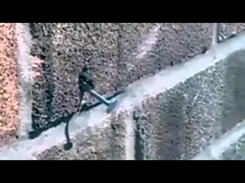 بالفيديو جبروت نحلة في انتزاع مسمارًا من أحد الحوائط