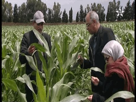 بالفيديو شاهد فلاحو الجديدة يستبشرون خيرا بالأمطار الأخيرة