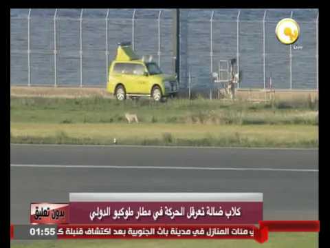  كلاب ضالة تعرقل الحركة في مطار طوكيو الدولي