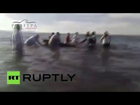 فشل عملية إنقاذ حيتان في المكسيك