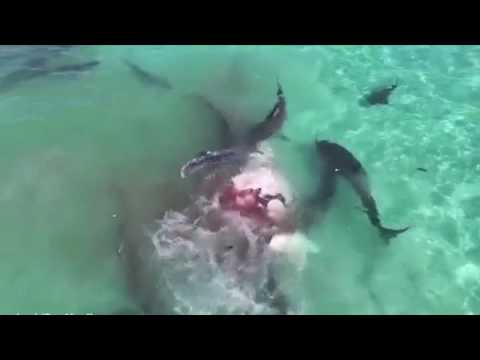 بالفيديو 70 سمكة قرش تفترس حوتا