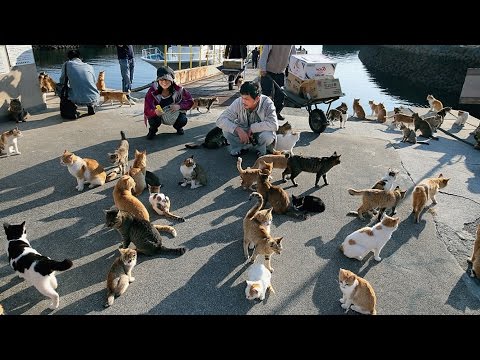 5 جزر تحكمها الحيوانات حول العالم