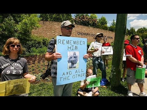 شاهد فتح تحقيق في ملابسات قتل الغوريلا هارمبي