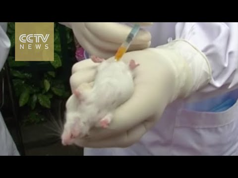 شاهد ما فعله العلماء في فأر تجارب لإثبات خطورة التدخين