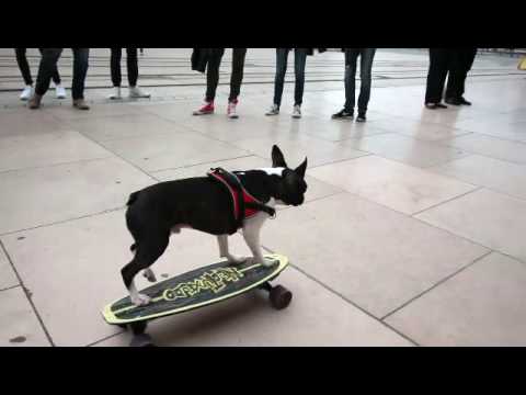 شاهد كلب يتنزه في الشارع على لوح تزلج