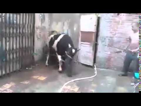 بالفيديو مليون مشاهدة لعجل ضخم ينتقم من جزار