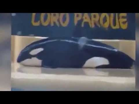 بالفيديو حوت يحاول الانتحار اعتراضا على حياته في منتزه مائي