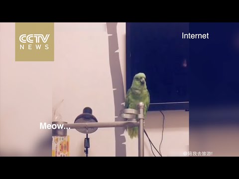 ببغاء سيبهرك بقدرته على تقليد الأصوات