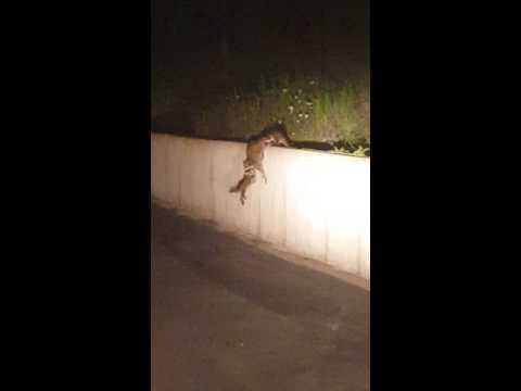 أسرة من حيوانات الراكون تثبت أن الاتحاد قوة