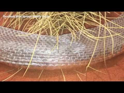 ثعبان يقع في ورطة أثناء تغيير جلده
