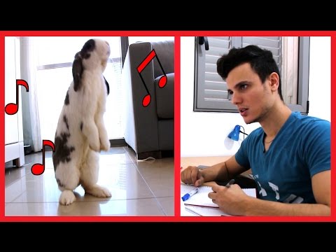 شاهد أذكى أرنب في العالم