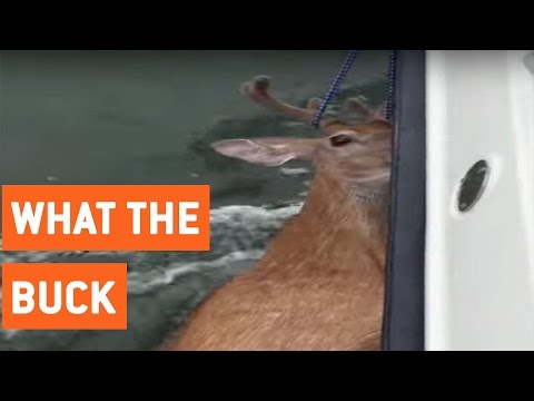 شاهد صياد ينقذ غزال من وسط المحيط