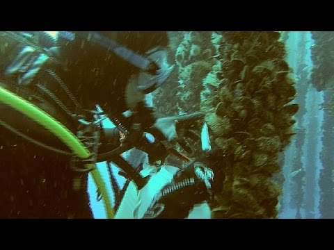 بالفيديو طالع سر الشباب تحت سطح البحر من اللا فقاريات الطبية التجميلية