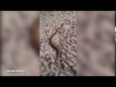 لقطات طريفة لثعبان غير قادر على الحركة فوق ملاءة سرير