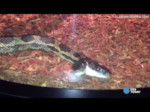 بالفيديو ثعبان برأسين يبلغ 13 عامًا بيهر كل من شاهده