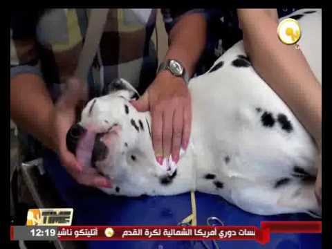 بالفيديو بيطريون يؤسسون بنك دم للحيوانات الأليفة في بولندا