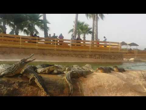 بالفيديو كيفية إطعام التماسيح في حديقة كروكوبارك  في الدراركـة – أغاديـر