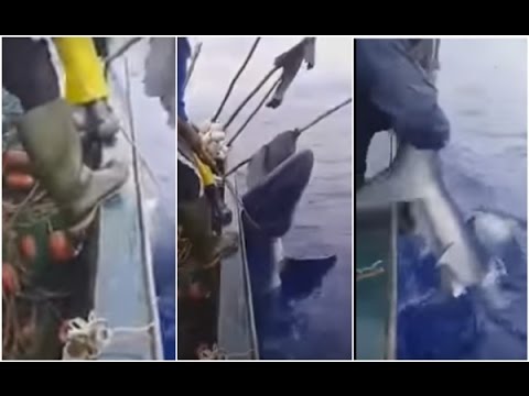 بالفيديو شاهد لحظة اصطياد قرش ضخم