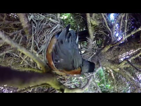 شاهد  طائر يفقد عائلته في هجوم موثق بالفيديو