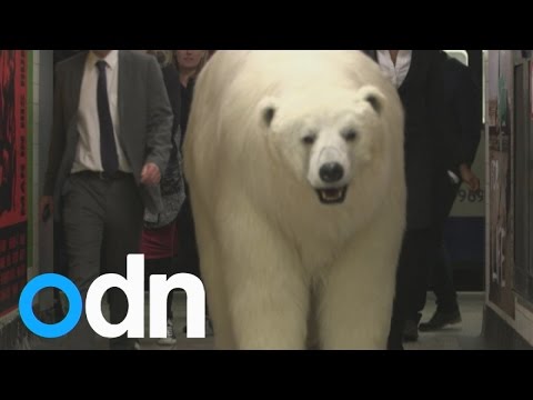 دب ضخم يتجول في شوارع لندن