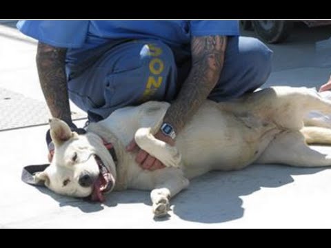 بالفيديو سجن أميركي يتبنى 75 كلبًا مصابون بالصم