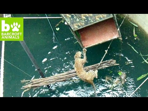 شاهد نمر ذكي يساعد منقذوه لانتشاله من بئر عميق