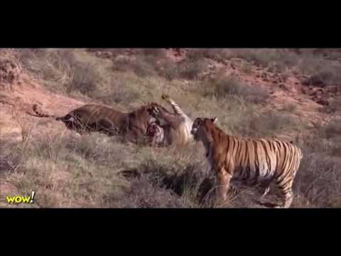 بالفيديو شاهد اقوى لحظات الافتراس في عالم الحيوان