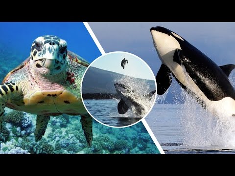 شاهد حوت قاتل يلعب بسلحفاة بحرية قبل أكلها