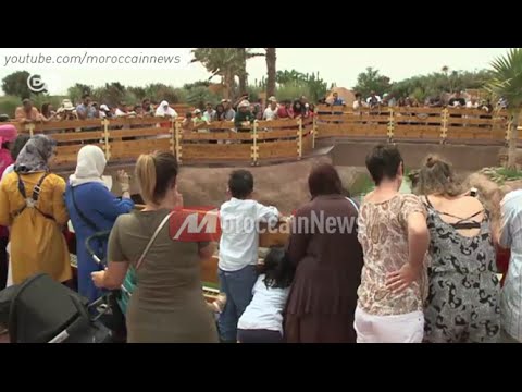 شاهد التماسيح المغربية على القناة الألمانية