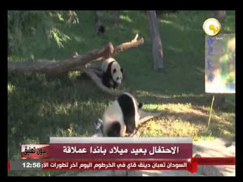 بالفيديو الإحتفال بعيد الميلاد الأول لصغير باندا عملاقة في أميركا