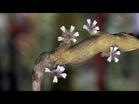 الشعر يحل لغز تسلق البرص لأي حائط