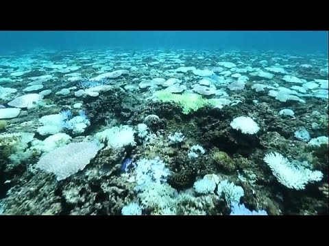 أضرار لحقت بالمرجان في جنوب غرب اليابان
