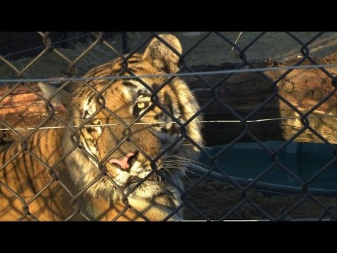 بالفيديو شاهد النمر لذيذ من الحصار في غزة الى جنة الطبيعة في جنوب افريقيا