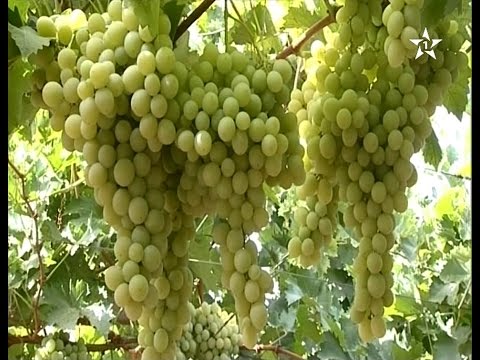 بالفيديو انطلاق عملية جني العنب من ضيعة نموذجية في مكناس