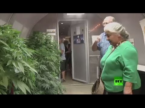 نباتات قنب حية تعرض في معرض تجاري