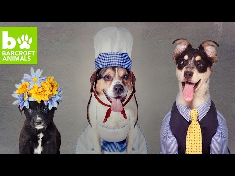 وسيلة جديدة لتبني الكلاب الضالة