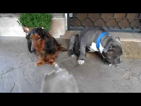 شاهد رد فعل استثنائي لكلبين يشعران بالذنب