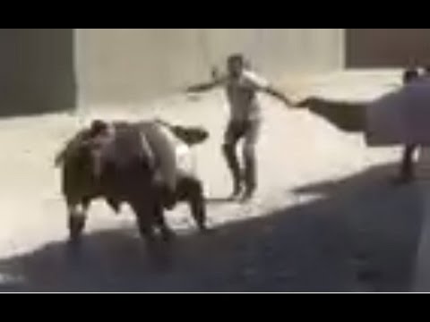 بالفيديو عجل ينطح رجلا ويطيح به أثناء هروبه قبل ذبحه