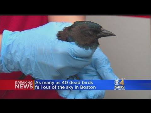 شاهد السماء تمطر عصافير حالتها غامضة
