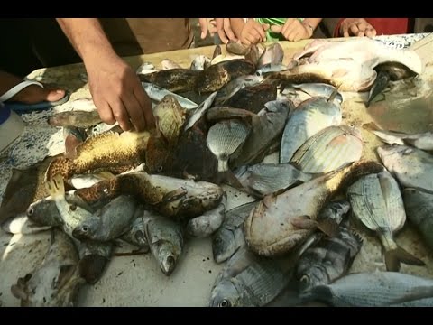 شاهد نقطة تفريغ السمك في الصخيرات