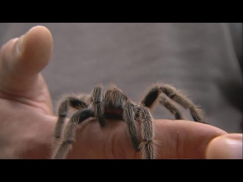بالفيديو سم العناكب قد يقضي على أمراض فتاكة لا علاجات لها 