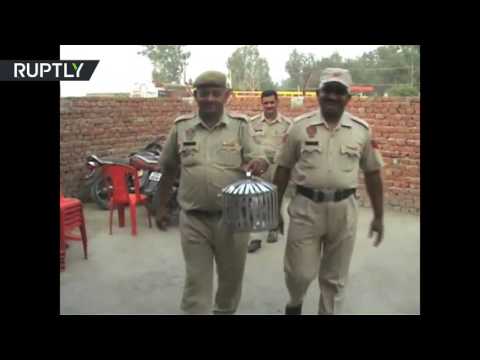 بالفيديو العثور على حمامة زاجلة في الهند يشتبه في أنها تستخدم للتجسس