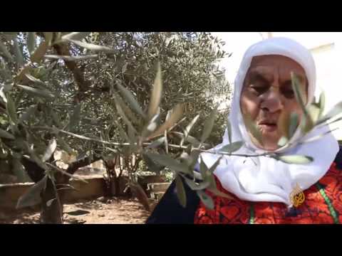 أم موسى عليان مقدسية تعشق شجرة الزيتون