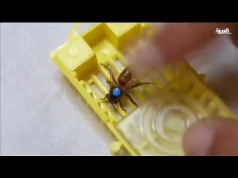 افتتاح أول مركز تلقيح صناعي للنحل